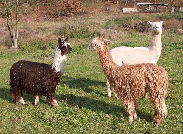 Quritika Und sf Bico-suri-Hengst-alpaka